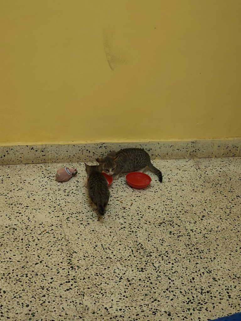 A tabby cat and kitten eating from red bowls indoors