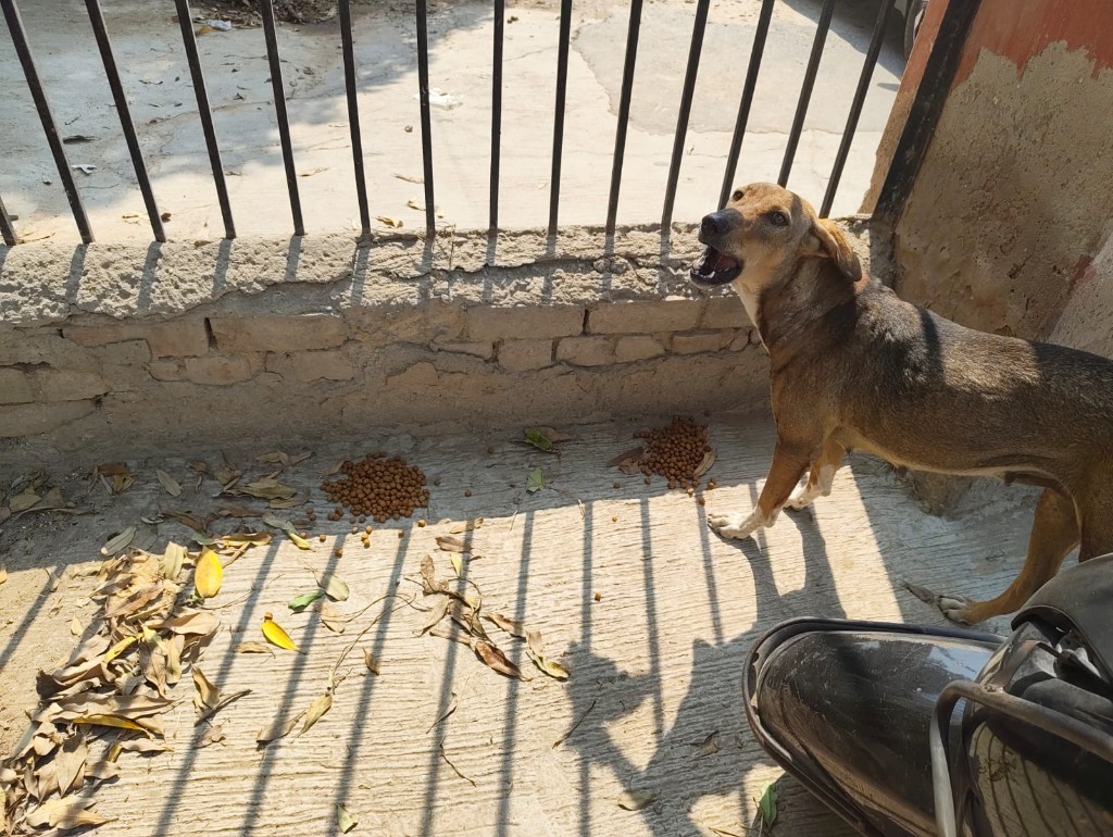 A stray dog excited for kibble on a sunny street