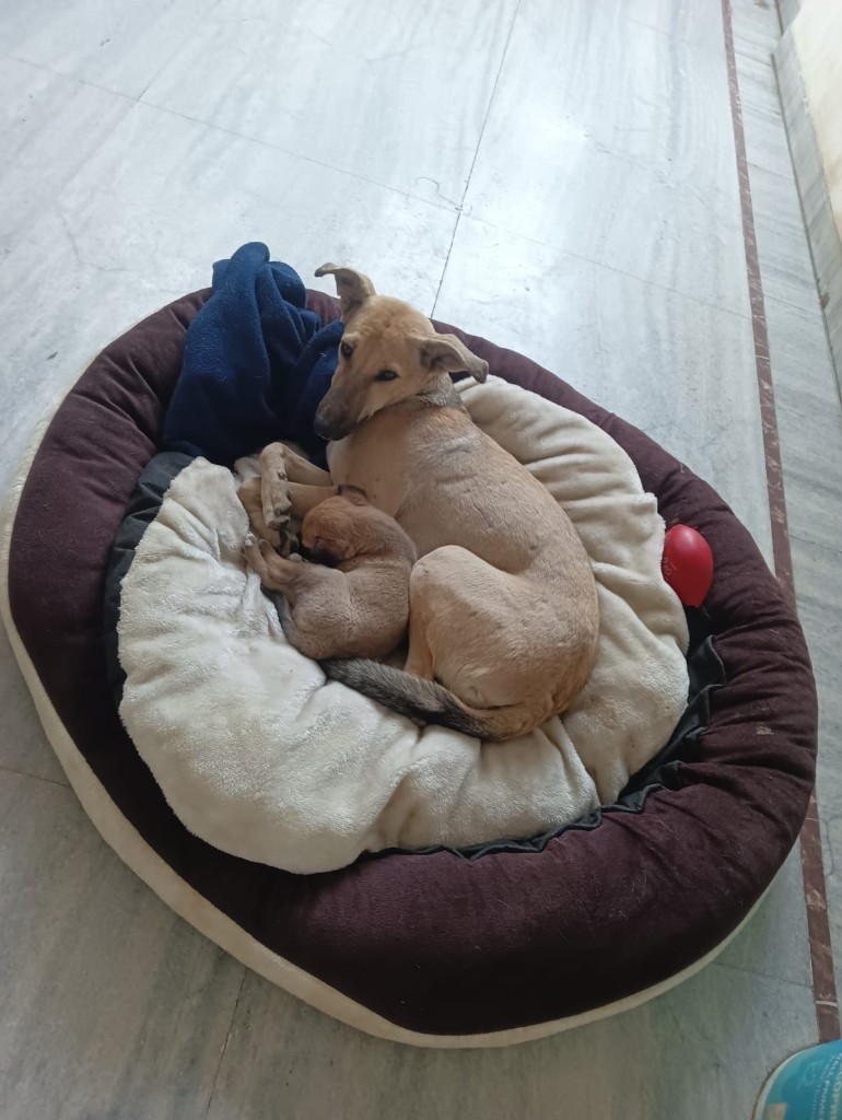 A rescued mother dog curled up with her puppy in a plush dog bed