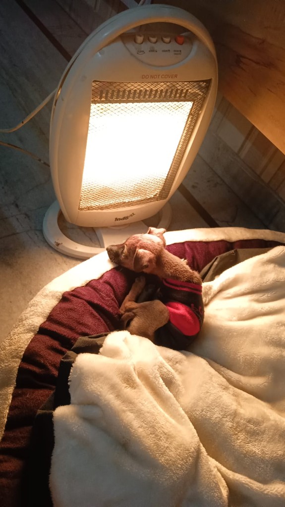 A small rescued puppy in a sweater resting in a warm bed beside a heater