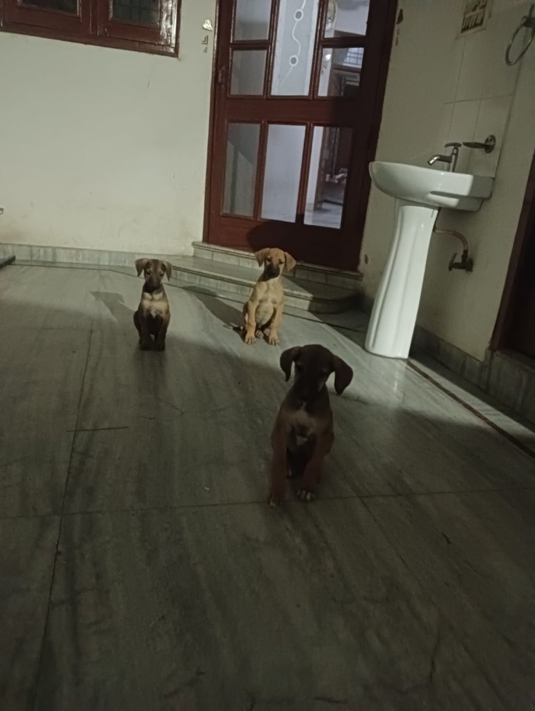 Three young rescue puppies sitting on a tiled floor indoors