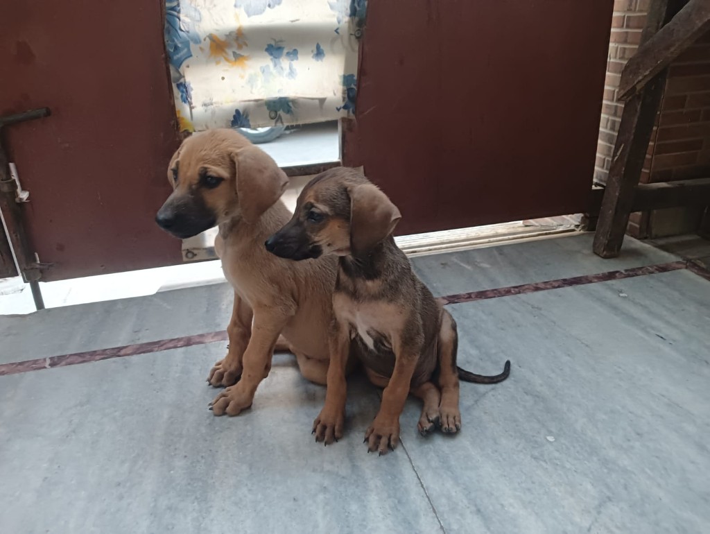 Two rescued tan puppies sitting together on a marble floor by a gate