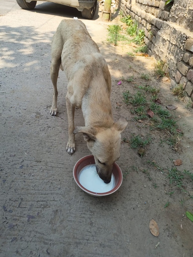 A thin stray dog drinking milk from a bowl on a street