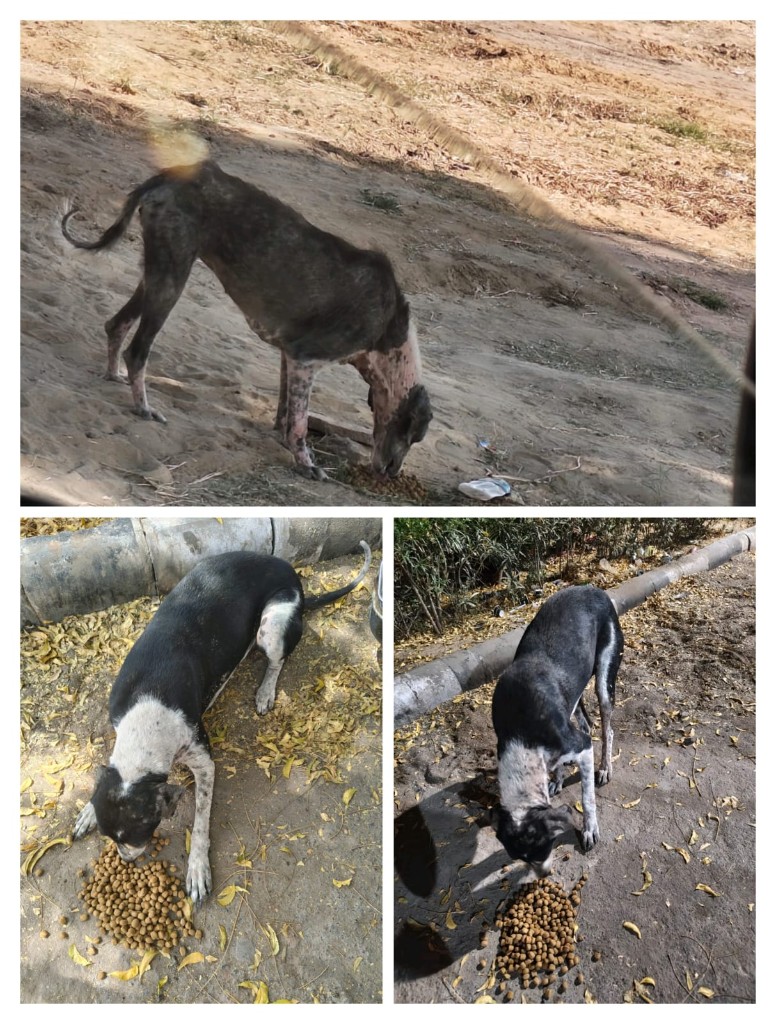Before and after collage: a thin stray dog with hair loss recovers to a healthy black and white dog eating kibble