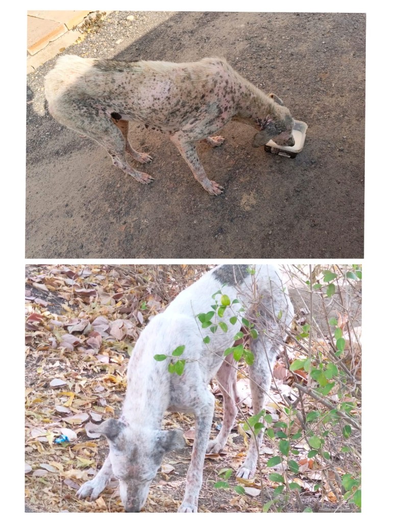 Before and after: a stray dog with severe mange and no fur recovers to a healthy dog with a full white and grey coat
