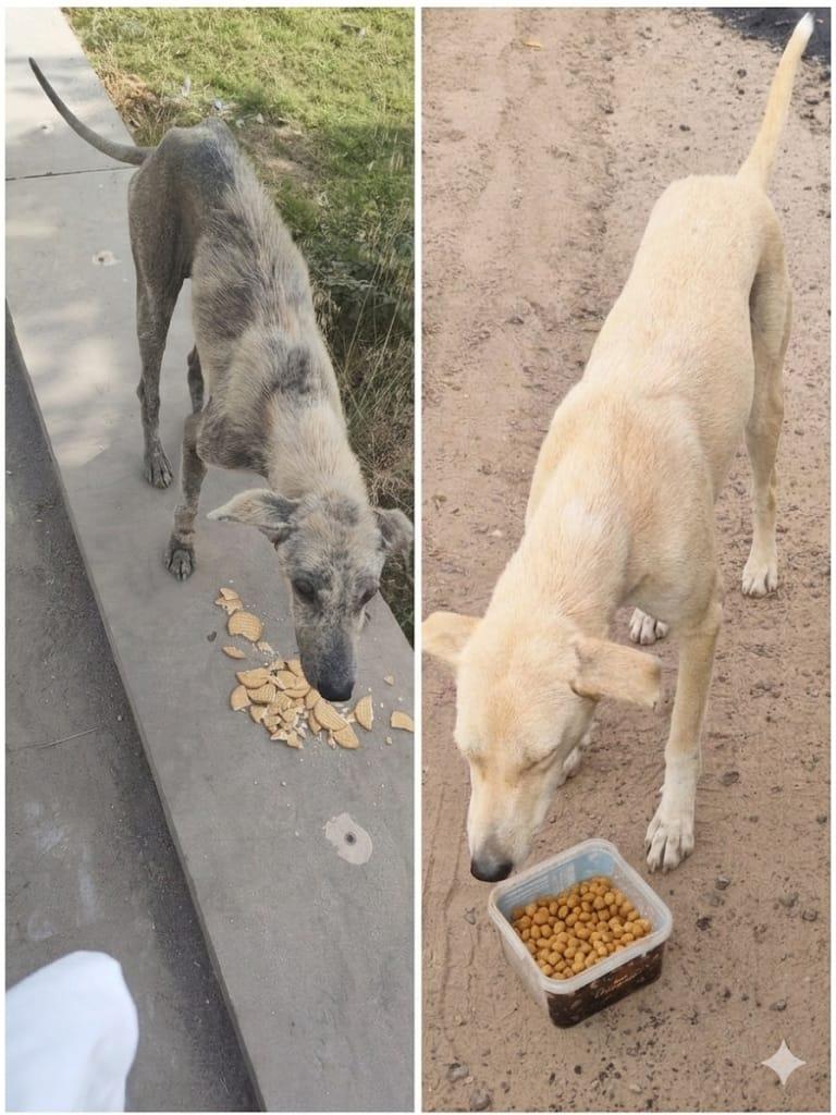 Side by side before and after: an emaciated grey stray with patchy fur becomes a healthy tan dog eating from a bowl