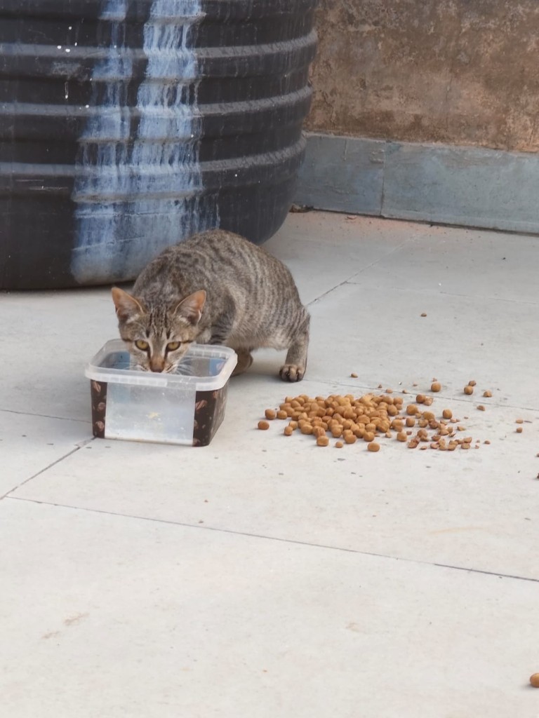 A tabby stray cat drinking water from a plastic tub beside a pile of kibble