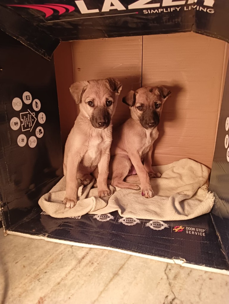 Two tan puppies sitting together inside a cardboard box