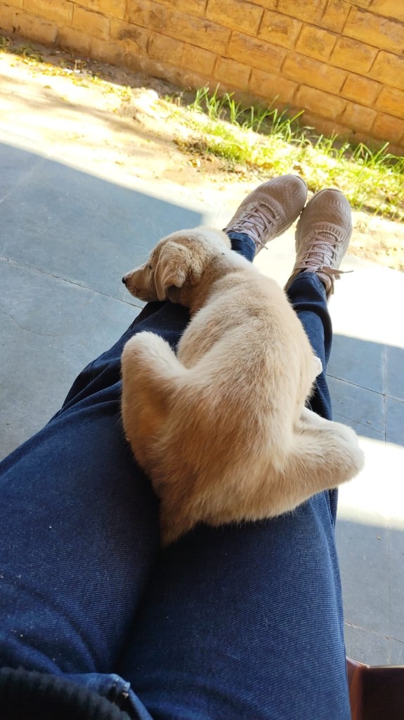 A small cream puppy sleeping curled up on someone's lap outdoors