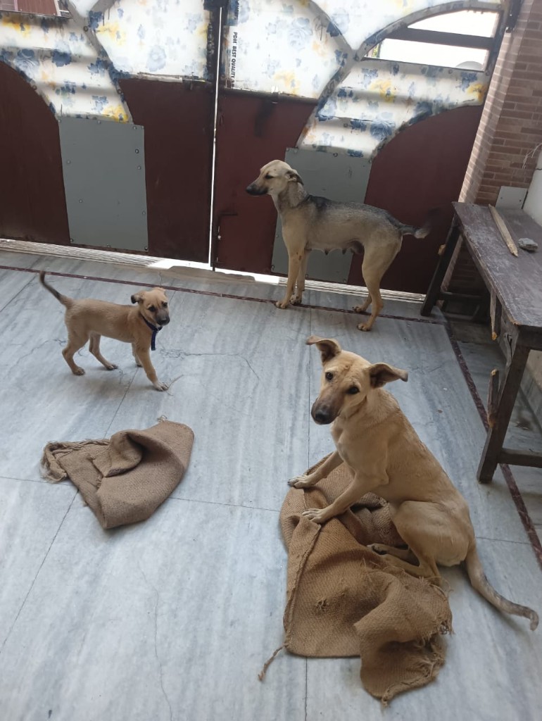 Three tan stray dogs in a courtyard, one sitting on burlap and a puppy with a blue collar